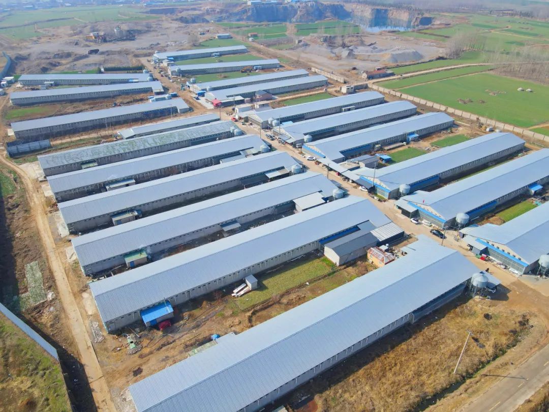 在邳州,农业这样"上新"_澎湃号·政务_澎湃新闻-the paper