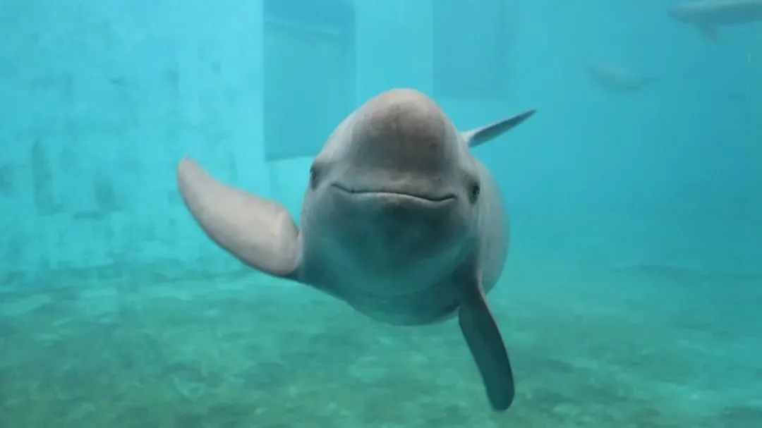 共护一江碧水 留住江豚微笑