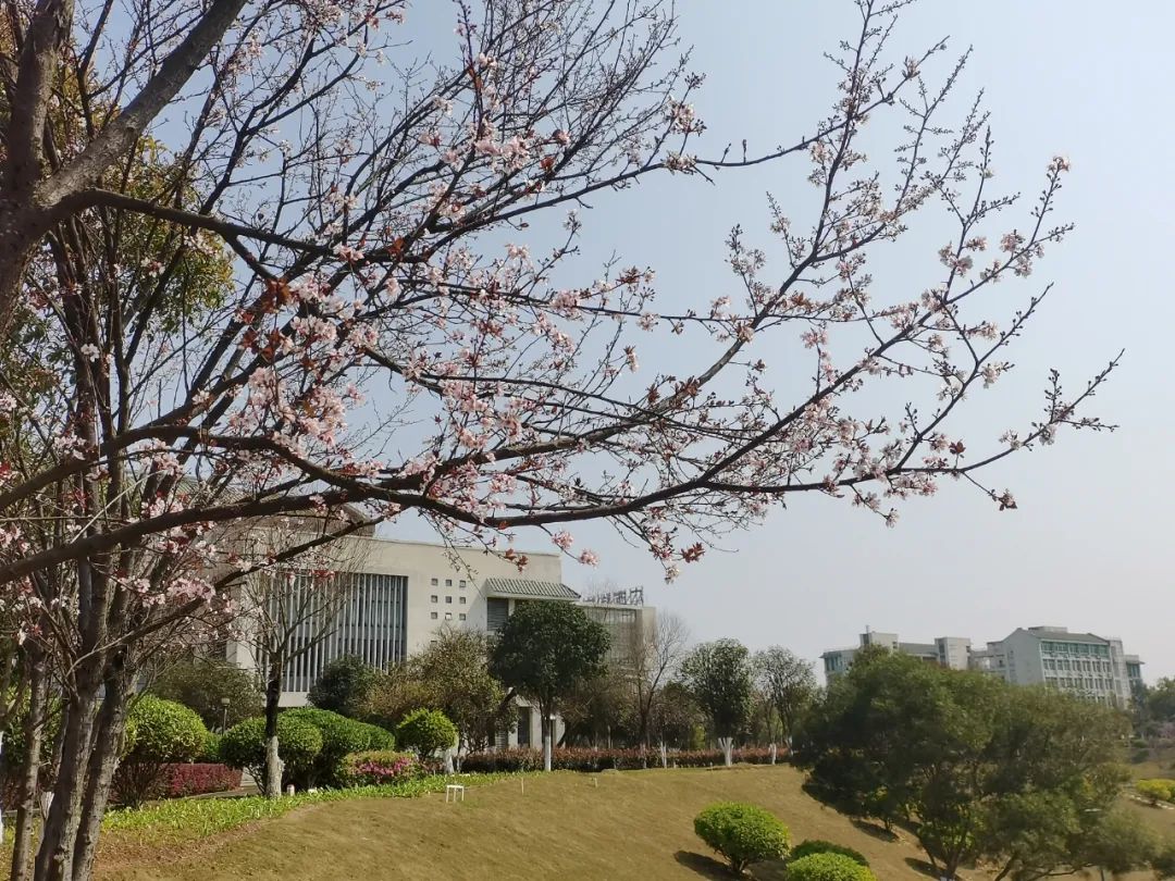 贺州学院桃花林图片