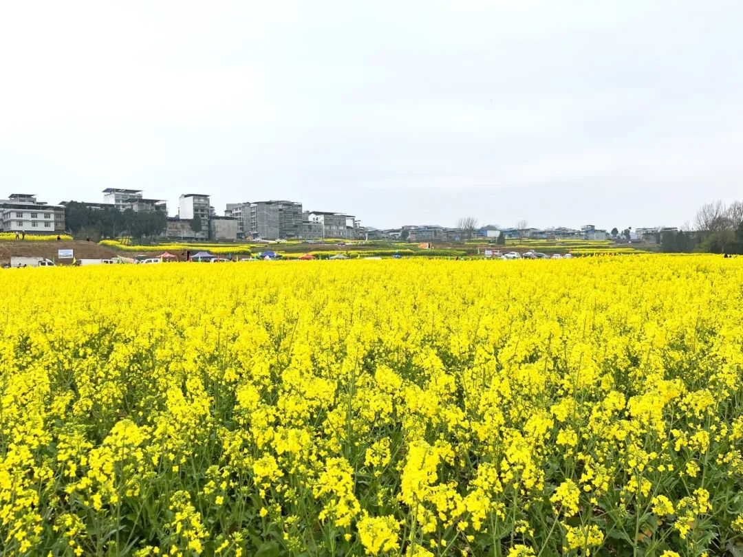 海量美图直击→通江县第六届油菜花节盛大开幕