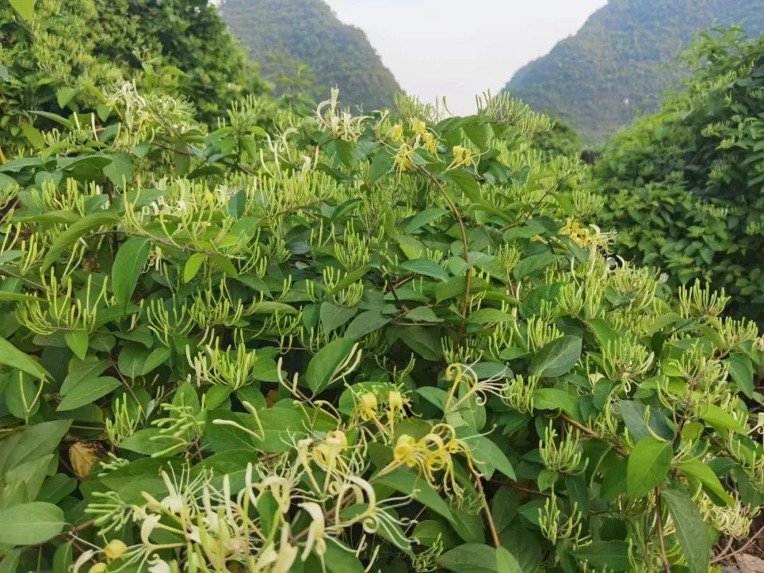 中国三大金银花基地图片