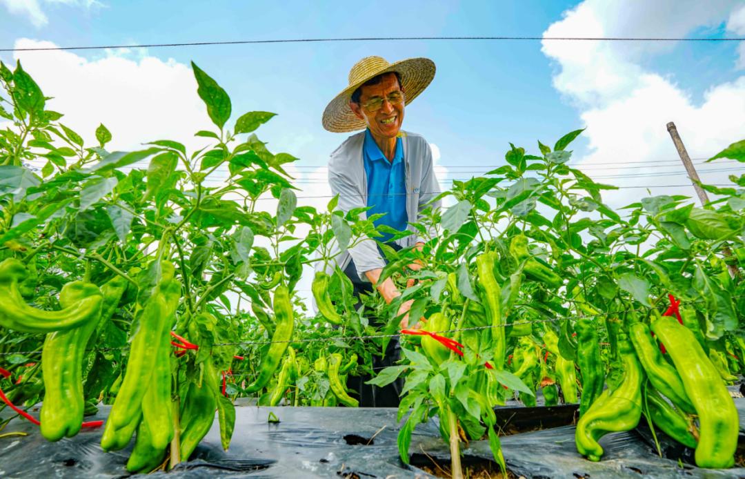 3月16日,三亚市崖州区国家现代农业(种业)产业园内,工作人员查看瓜果
