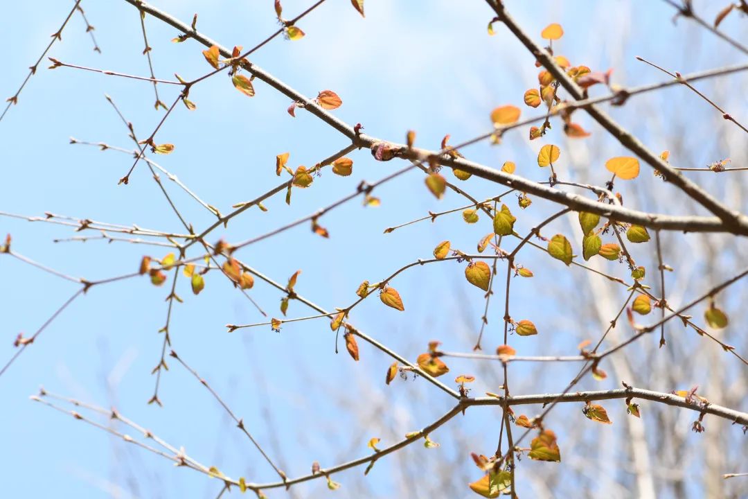 昆明植物园连香树40余年首开花,长这样→_澎湃号·政务_澎湃新闻-the