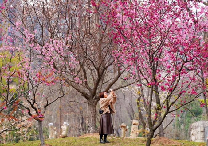 武汉最新赏樱地图出炉_澎湃号·政务_澎湃新闻-the paper