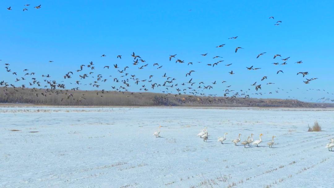 库伦旗迎来春季候鸟迁徙高峰_澎湃号·政务_澎湃新闻-the paper