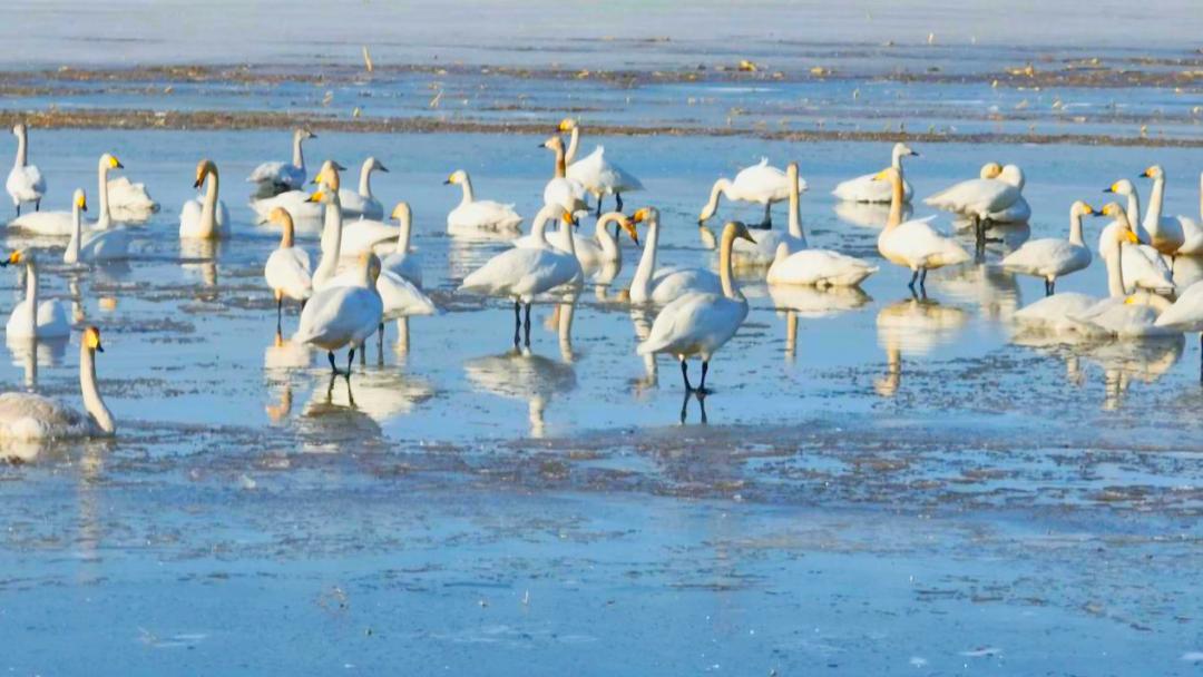 库伦旗迎来春季候鸟迁徙高峰_澎湃号·政务_澎湃新闻-the paper