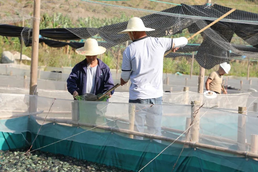 乡村振兴大坪乡生态水产养殖好丰景带来好钱途