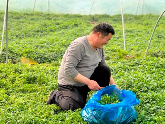 而在另外一处大棚里,农户王学昌巧妙利用蔬菜种植的"时间差,栽种了半