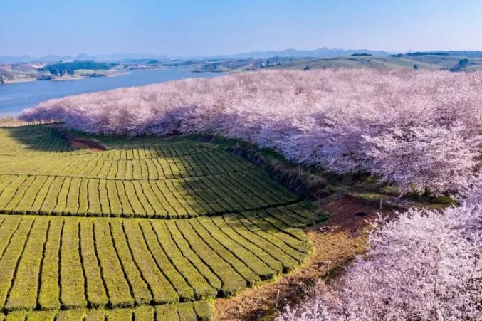 乡游黔中平坝区大屯村满目金黄屯堡开启花开模式