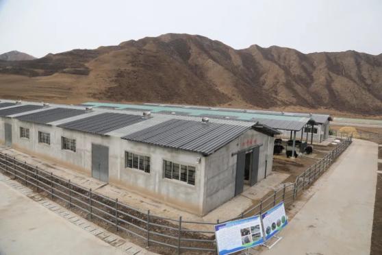 合作:推进牲畜四季均衡出栏 力促一产增加值实现"开