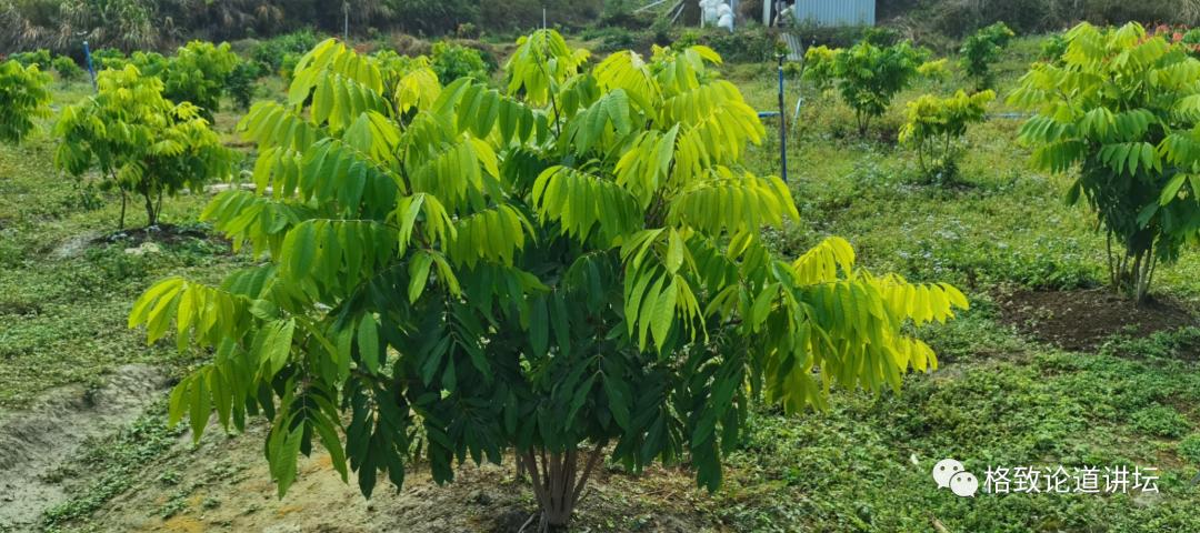 壁纸 成片种植 风景 植物 种植基地 桌面 1080_480