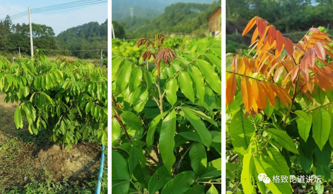 壁纸 成片种植 风景 植物 种植基地 桌面 1080_631