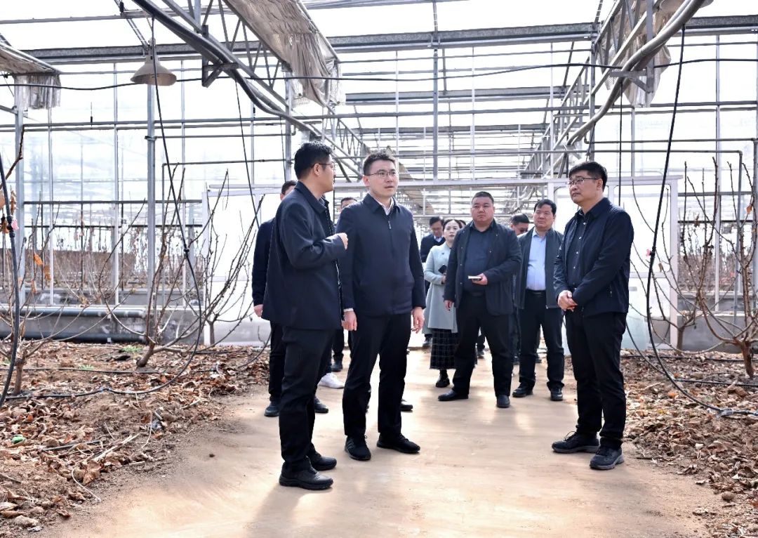 王智调研樱桃产业发展