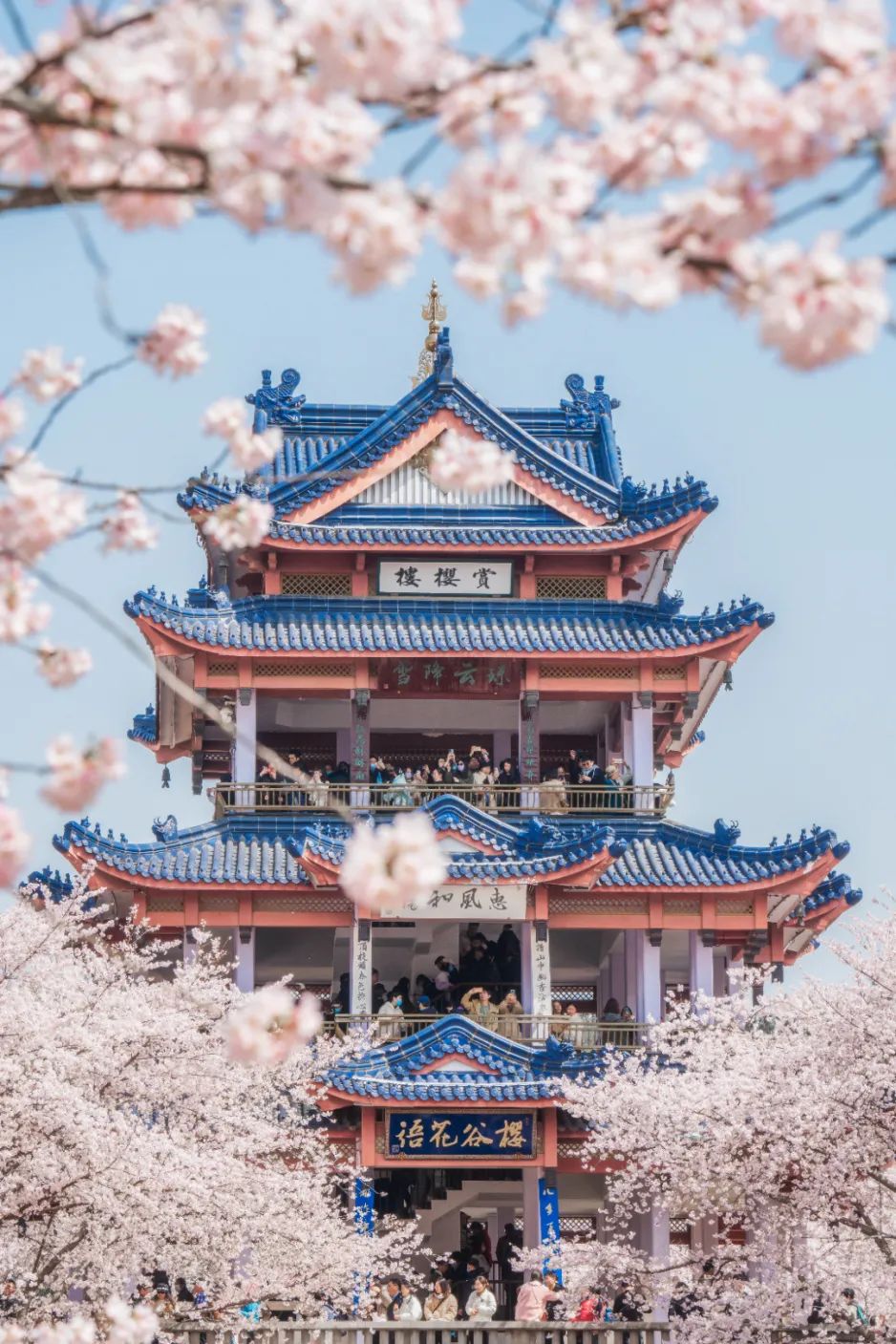 不负春光,樱你而来.河津樱花苞膨大相继露红,椿