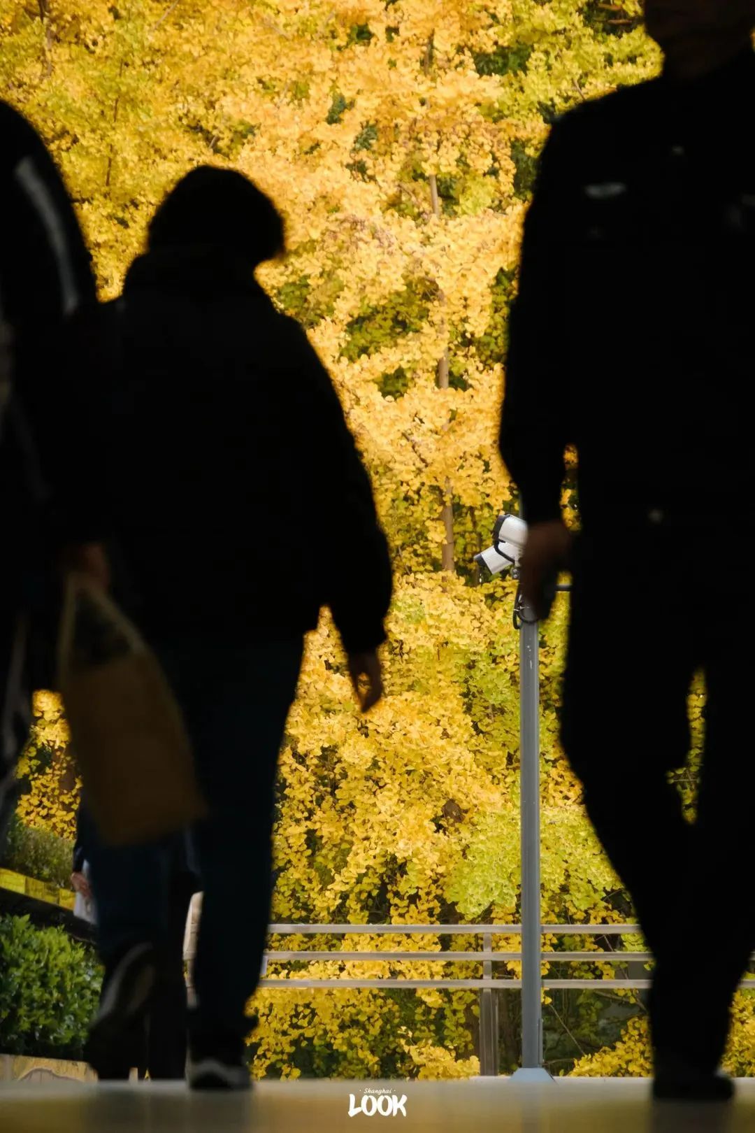 "上海metro tour,打工人专属"_澎湃号·湃客_澎湃新闻