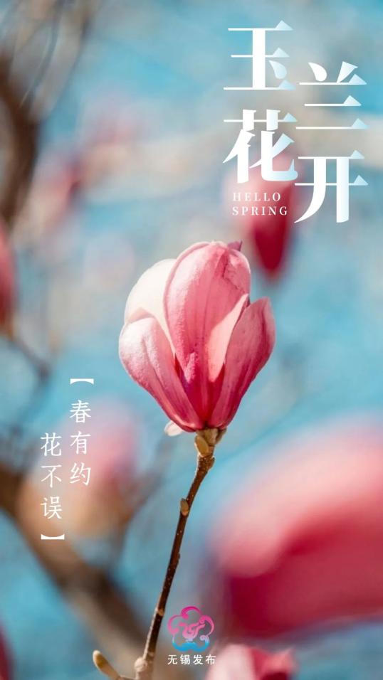 一百个春天的文案都不及一树玉兰花开春风送暖,万物复苏对于爱花的人