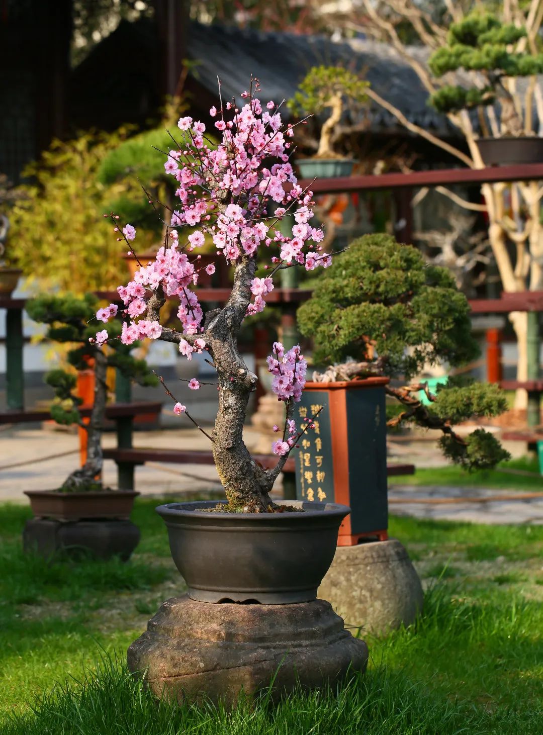 春风先发苑中梅古猗园美人梅初步绽放