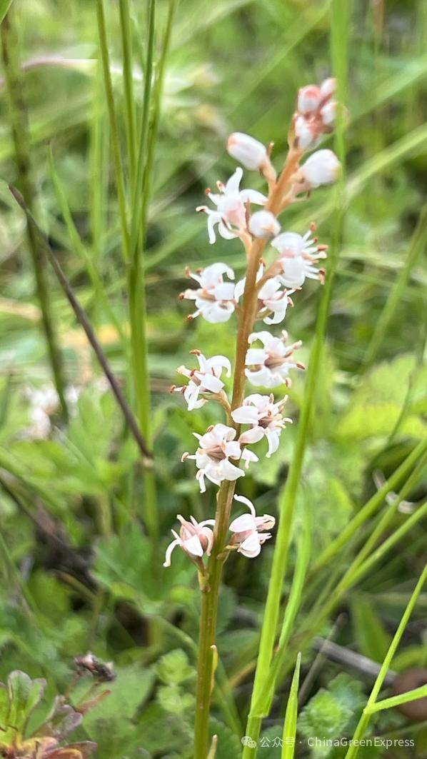 野生藏药植物名称图片图片