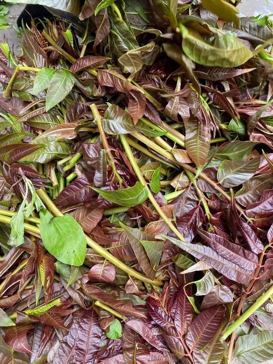 被称为树上的蔬菜香椿新发的嫩芽挂满枝头每年谷雨时节前后香椿是