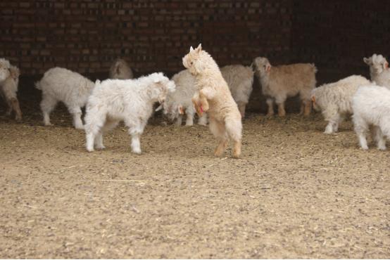 春日奋进正当时|接羔保育 "咩咩"叫声开启农牧民的""