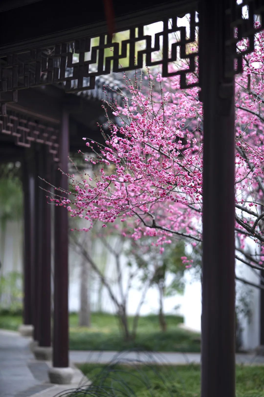 中国最富地级市,藏着中国最精致的春天_澎湃号·湃