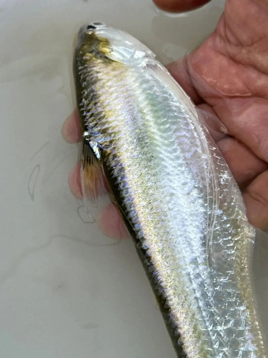 好鲜啊_澎湃号·政务_澎湃新闻-the paper