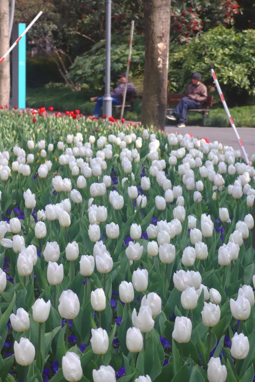 走进琴键春园,万花筒般的各色郁金香如约而至,花香扑面而来.