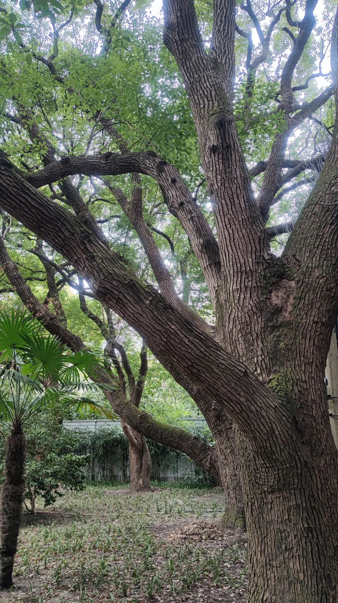 华泾镇华浦村桂花古树,银杏古树,美罗城银杏古树,桂林公园黄荆古树等