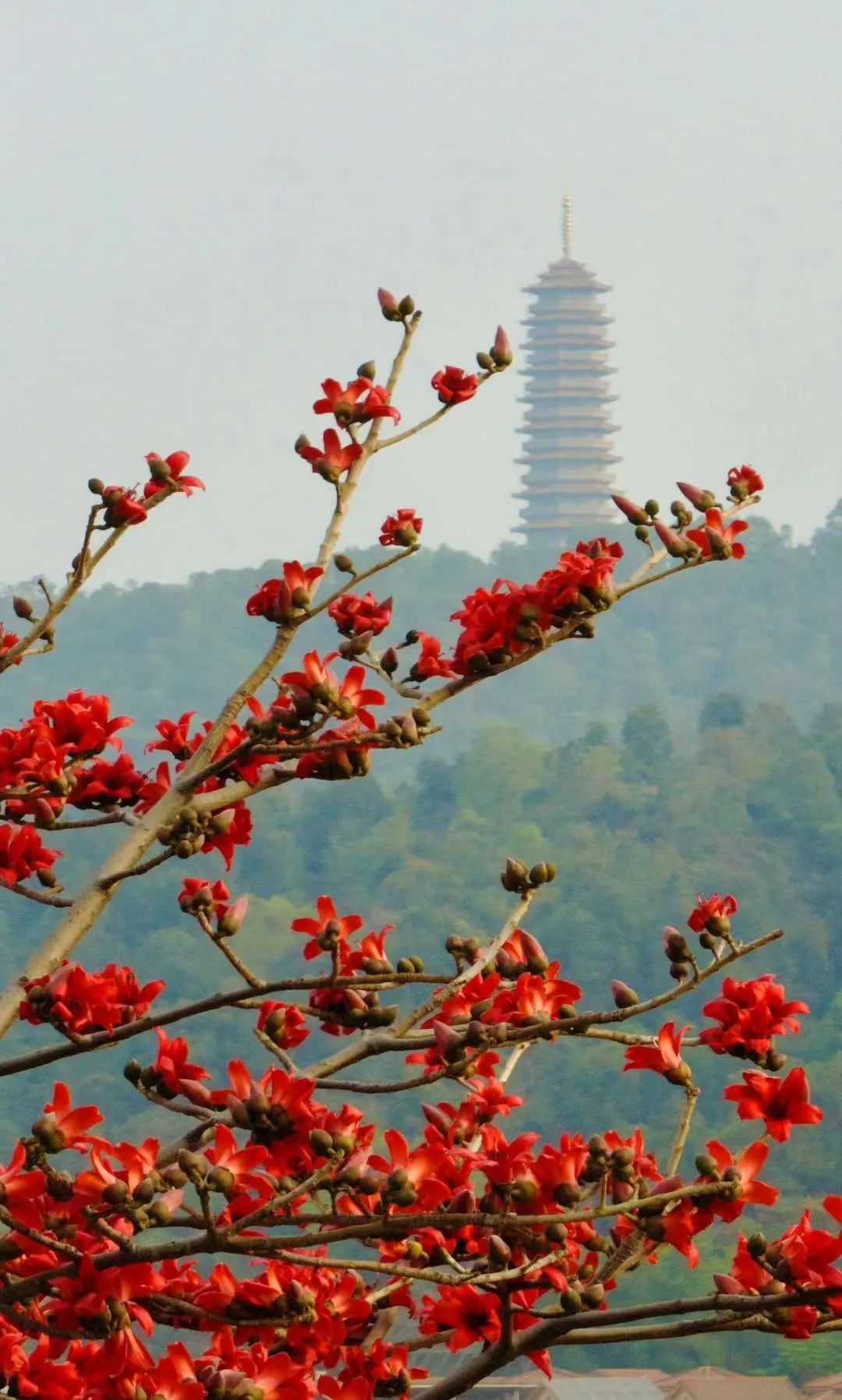 江海3月的热情你感受到了吗?_澎湃号·政务_澎湃新闻-the paper