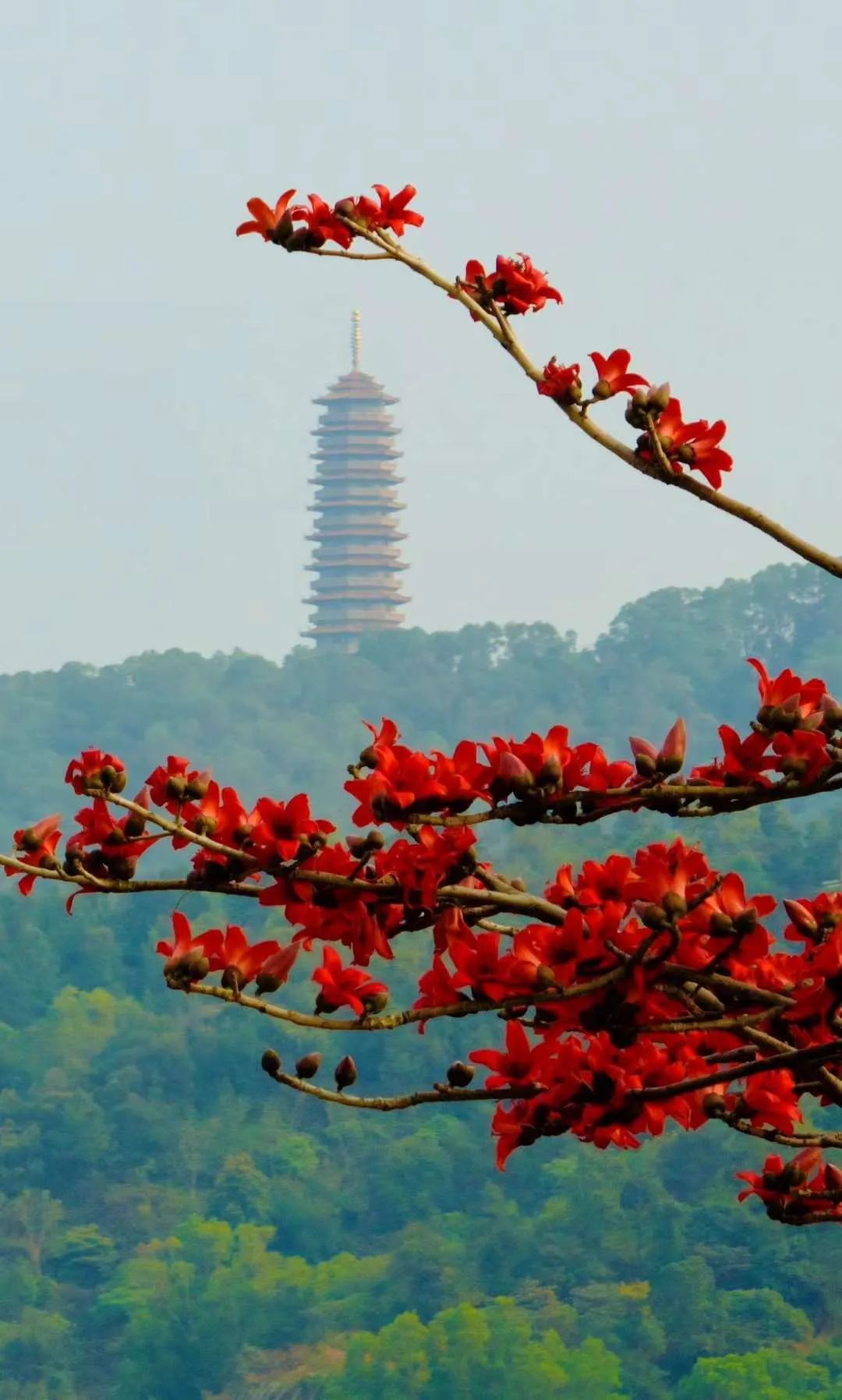 江海3月的热情你感受到了吗?_澎湃号·政务_澎湃新闻-the paper