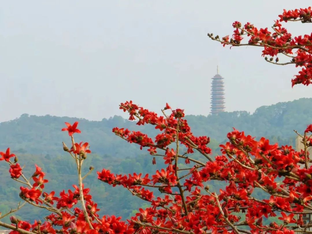 江海3月的热情你感受到了吗?_澎湃号·政务_澎湃新闻-the paper