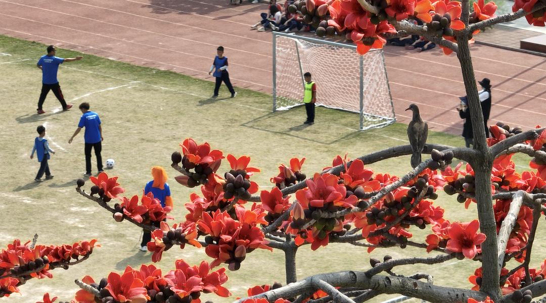 江海3月的热情你感受到了吗?_澎湃号·政务_澎湃新闻-the paper