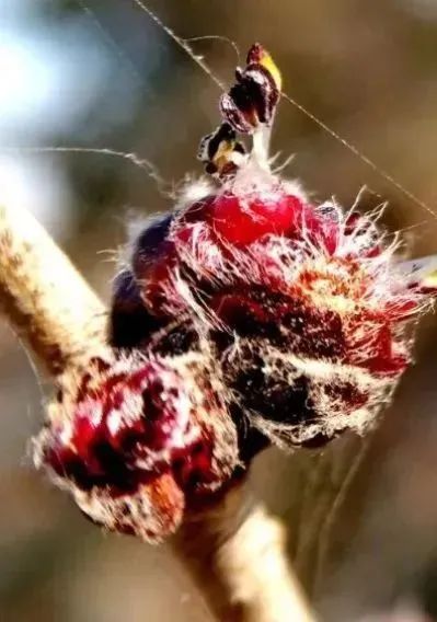 法国梧桐,臭椿,杨树,柳树,榆树,构树,柏树等更易引起花粉过敏……绿油