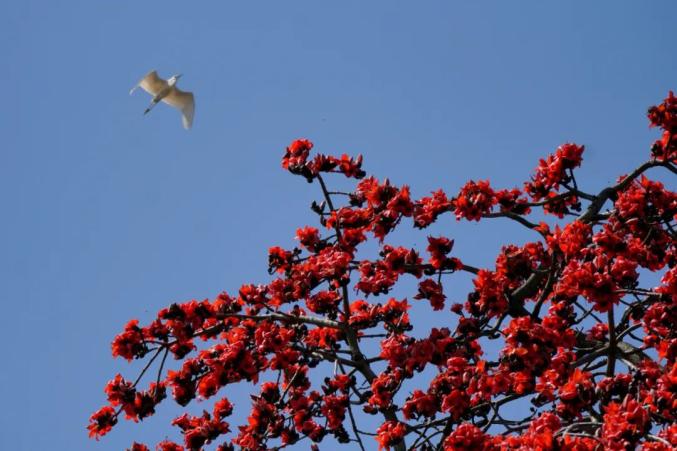 三月的木棉,悄悄惊艳了整个江门_澎湃号·政务_澎湃新闻-the paper