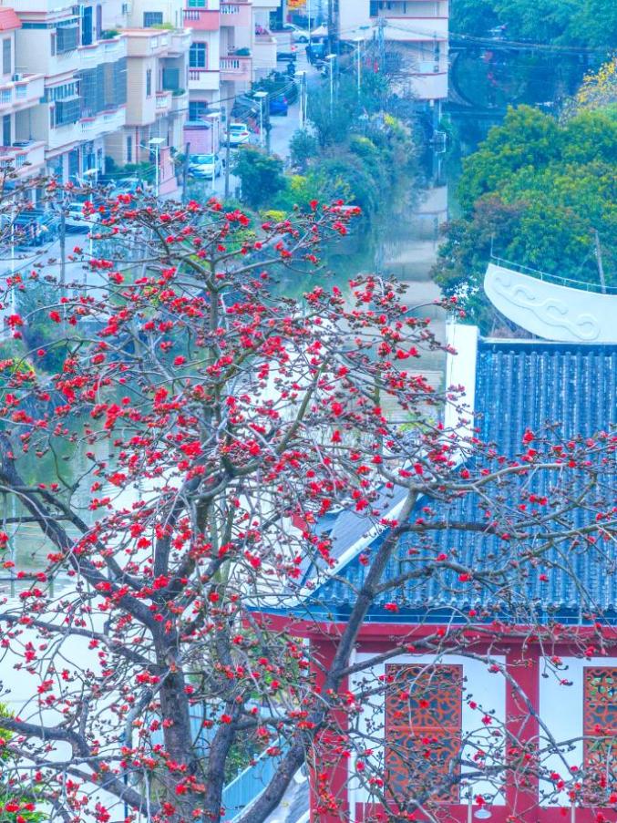 三月的木棉悄悄惊艳了整个江门