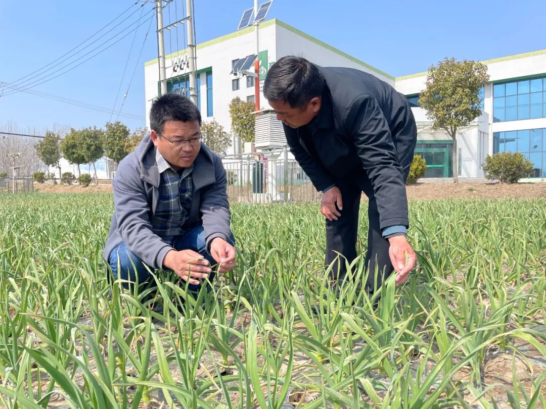 截至目前,宿羊山镇共建立大蒜农业小气候观测站8座,基于固定观测技术