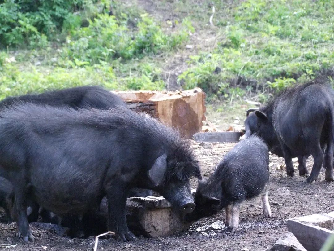 藏猪养殖合作社负责人泽仁曲批告诉记者:"县农牧局