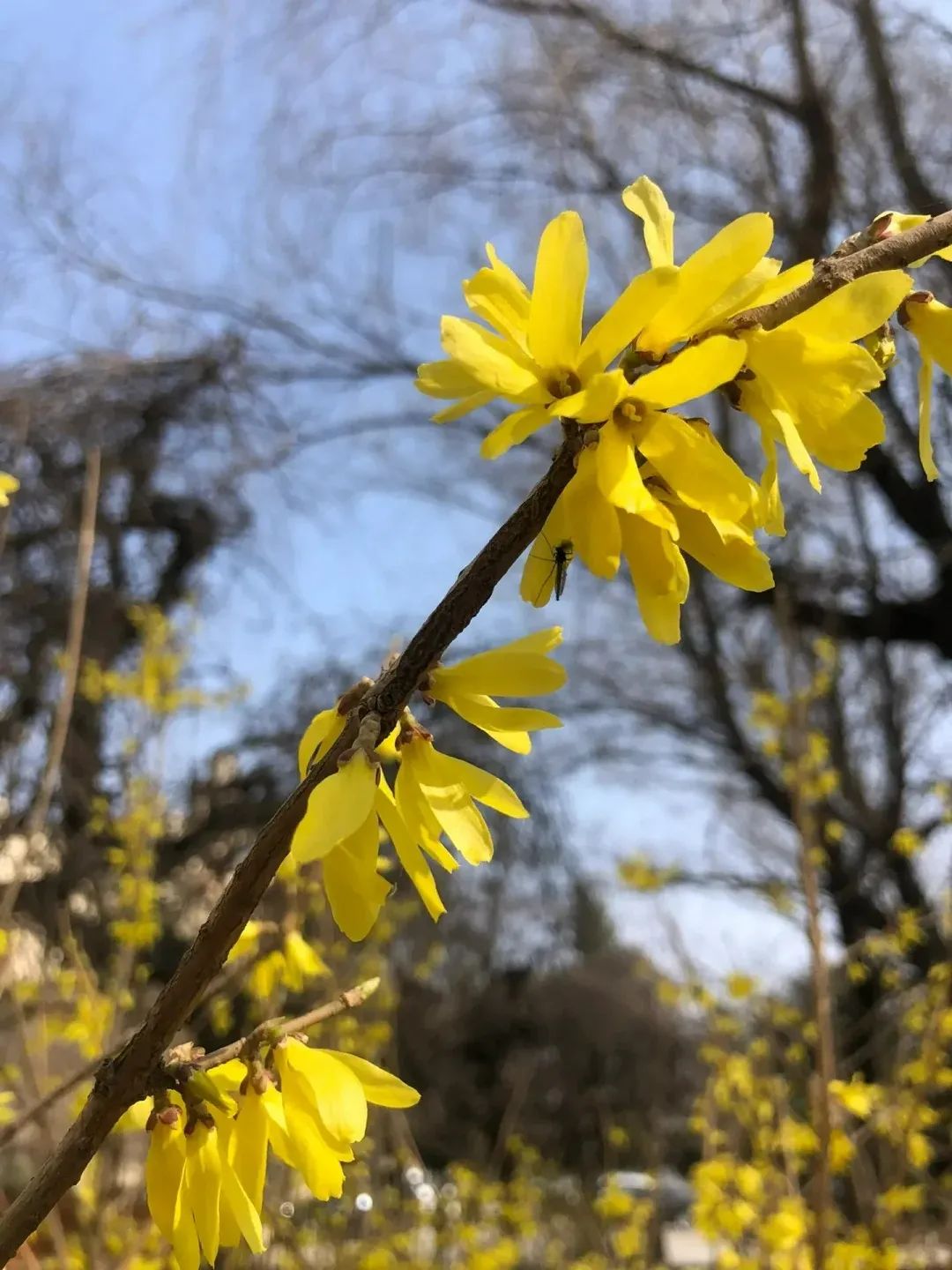 快带着『十堰赏花图鉴』,和春天来场约会~_澎湃号