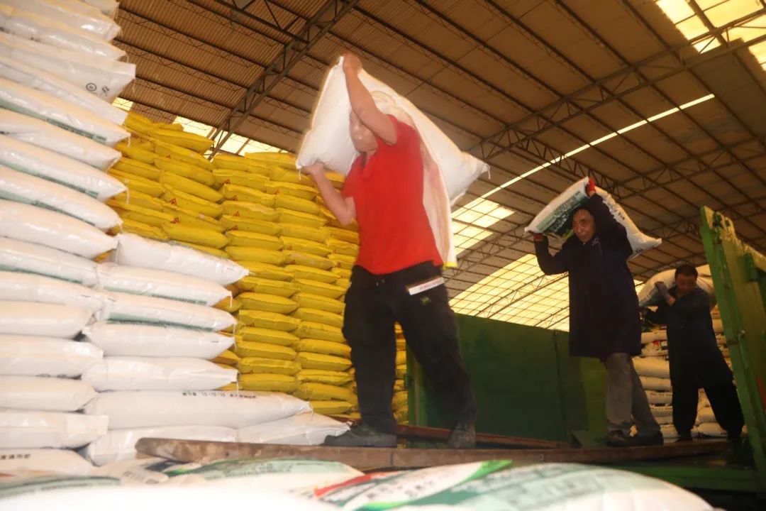 3月6日,记者走进广东天禾农资河源配送有限公司的农资仓库看到,尿素