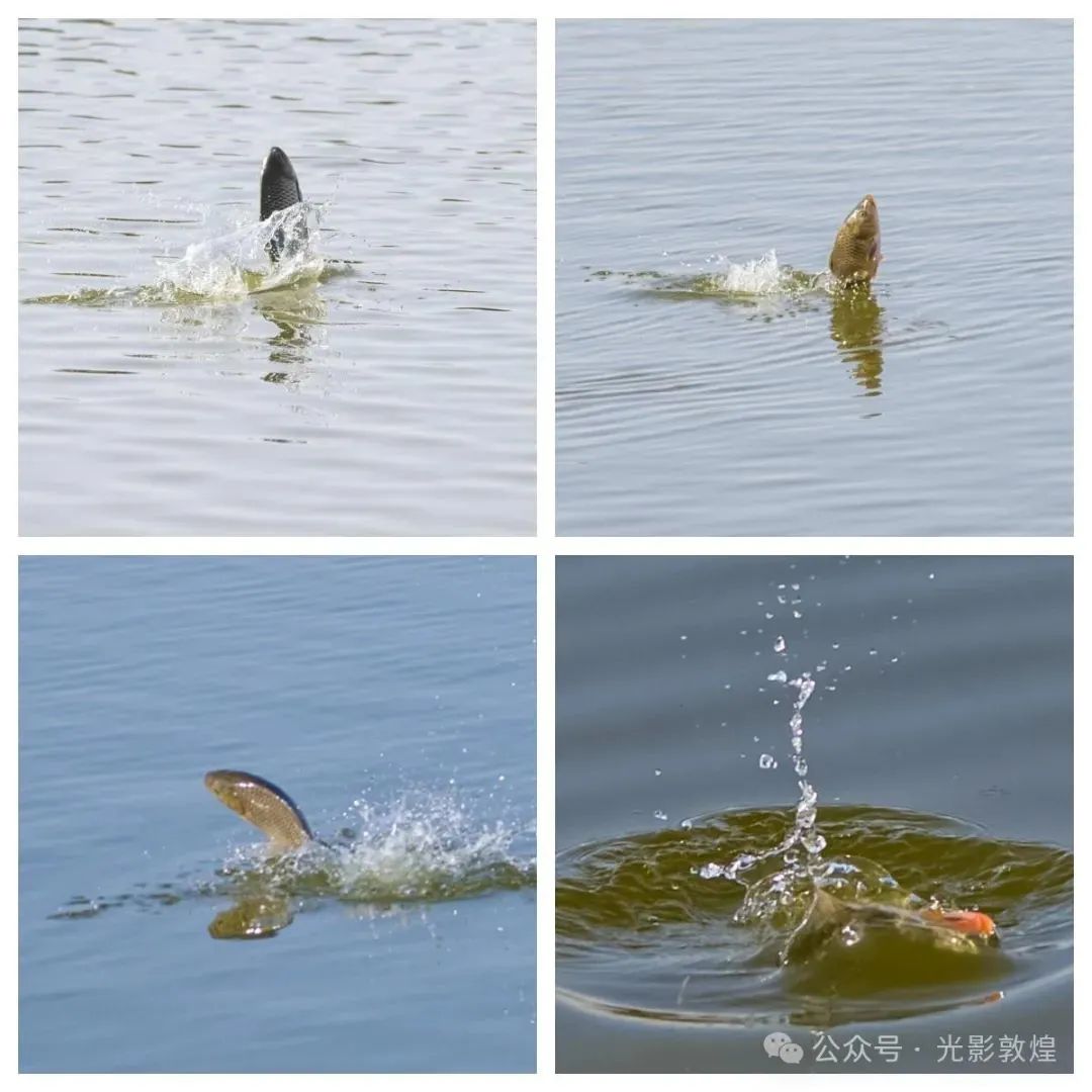 阳春三月大漠敦煌冰雪消融白鹭翩跹