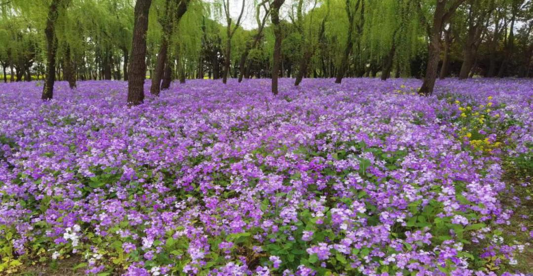 【分享】二月兰盛开!浦东这些地方出现"紫色花海"→_澎湃号·政务_澎