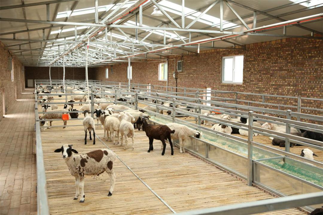 鄂托克前旗农牧业"绿色崛起"_澎湃号·政务_澎湃新闻-the paper