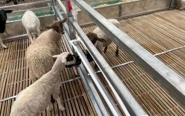 昂素镇苏力迪嘎查牧民吉雅家实现了全自动化养殖.