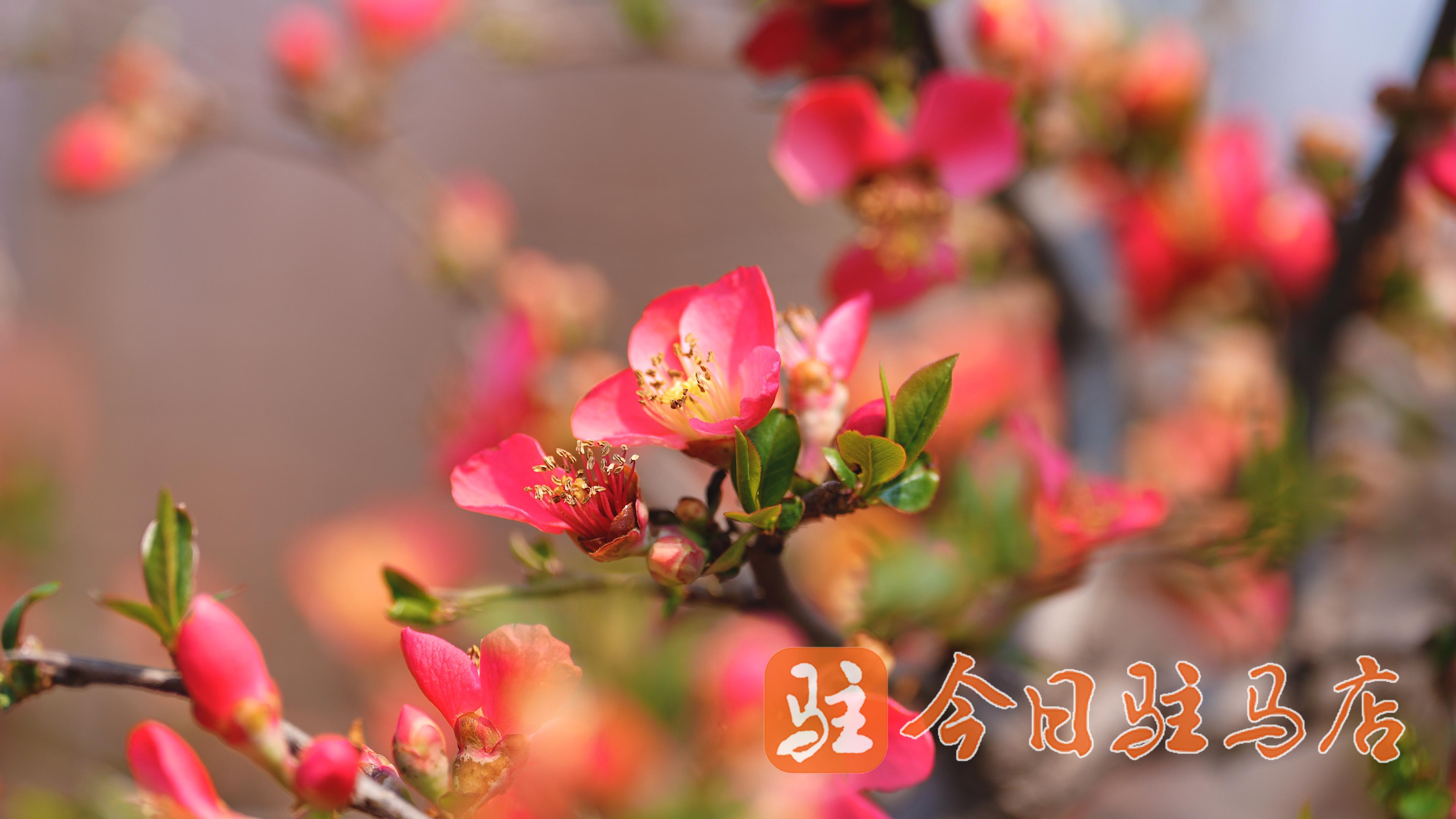 海棠蓓蕾初绽放 新上红妆最芬芳_澎湃号·媒体_澎湃新闻-the paper