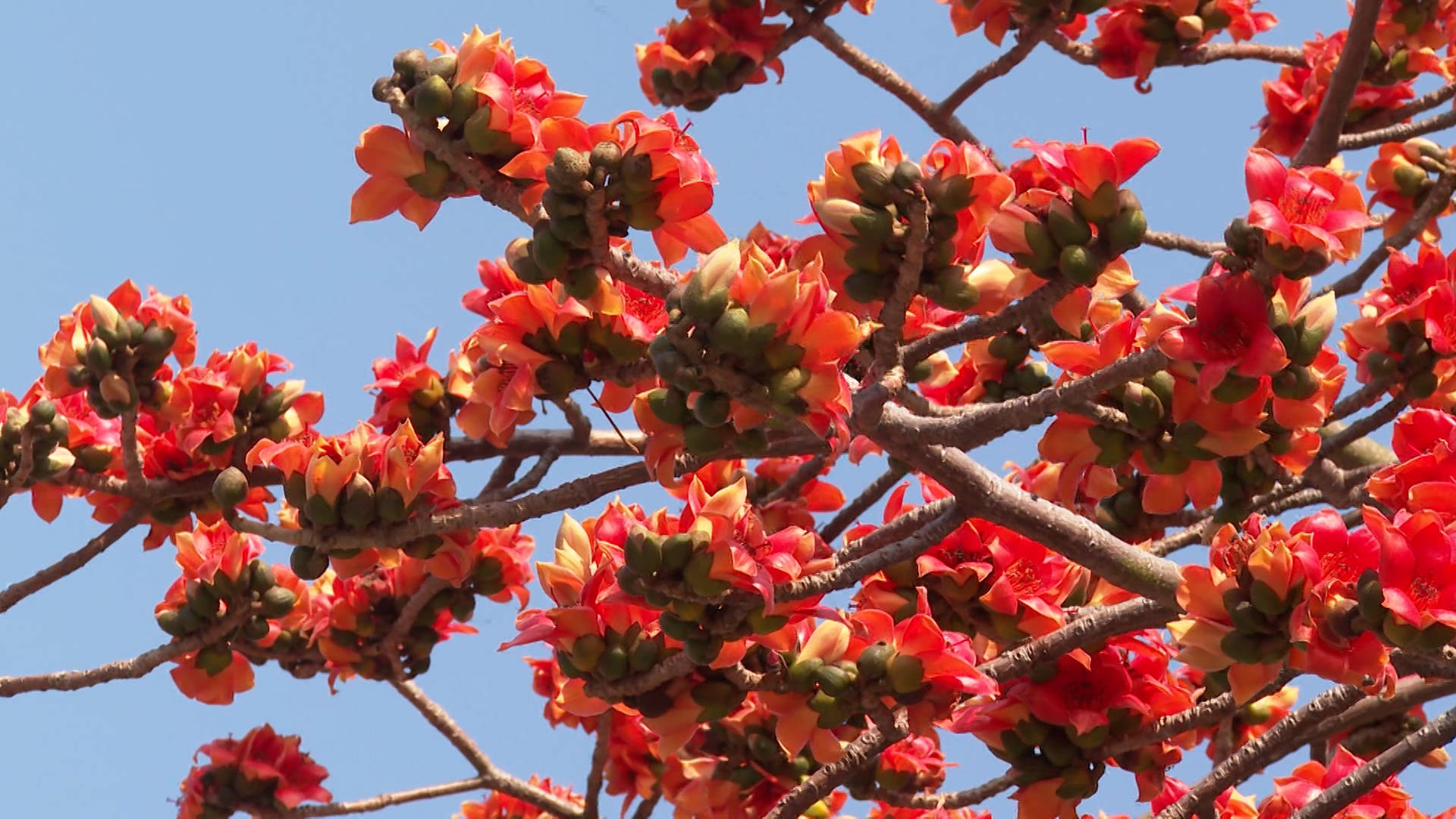 闸坡旅游大道木棉花开成为一道靓丽的风景_澎湃号·媒体_澎湃新闻-the