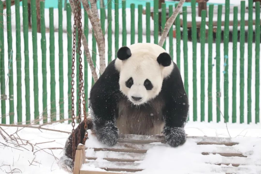 【哈尔滨冰雪之最】最抗冻的姐弟大熊猫,-20℃也能开心过整冬_澎湃号
