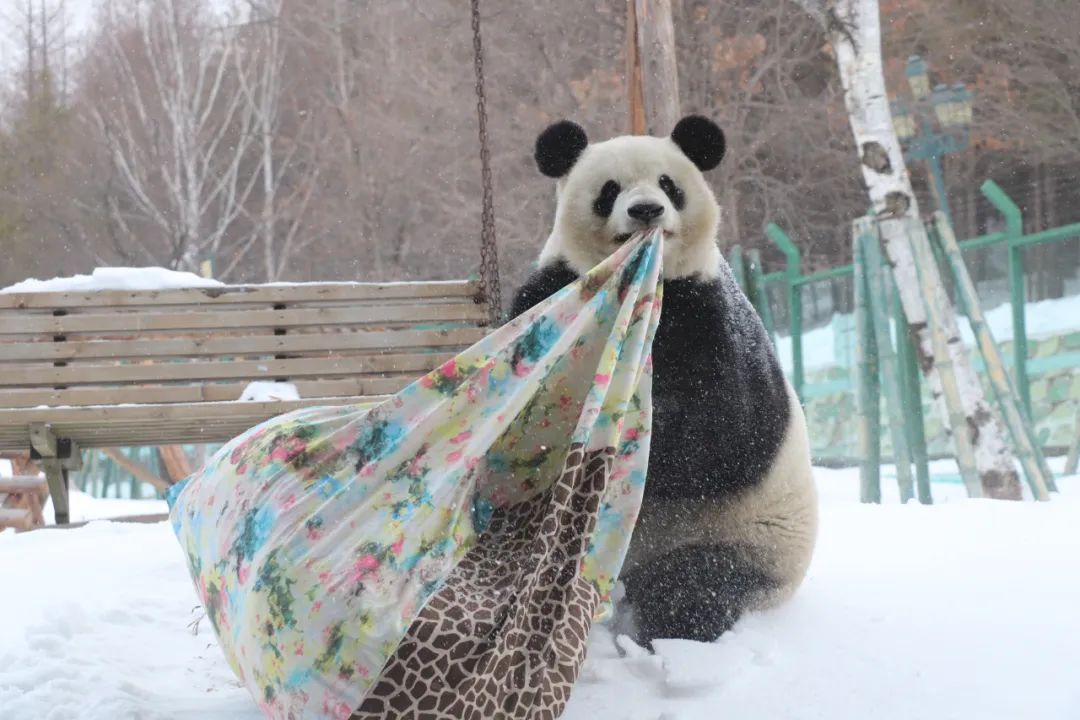 【哈尔滨冰雪之最】最抗冻的姐弟大熊猫,-20℃也能开心过整冬_澎湃号