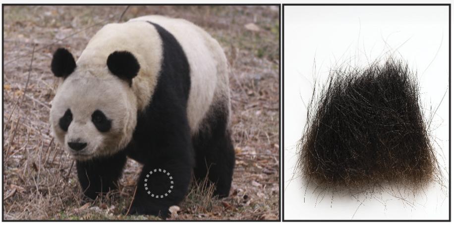 参考资料[5]作为对比,研究者又测序了其他192只黑白大熊猫的基因组