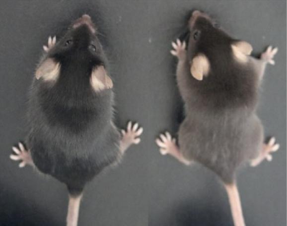 研究者发现,bace2基因缺失碱基对之后,会导致动物毛发里黑素体的大小