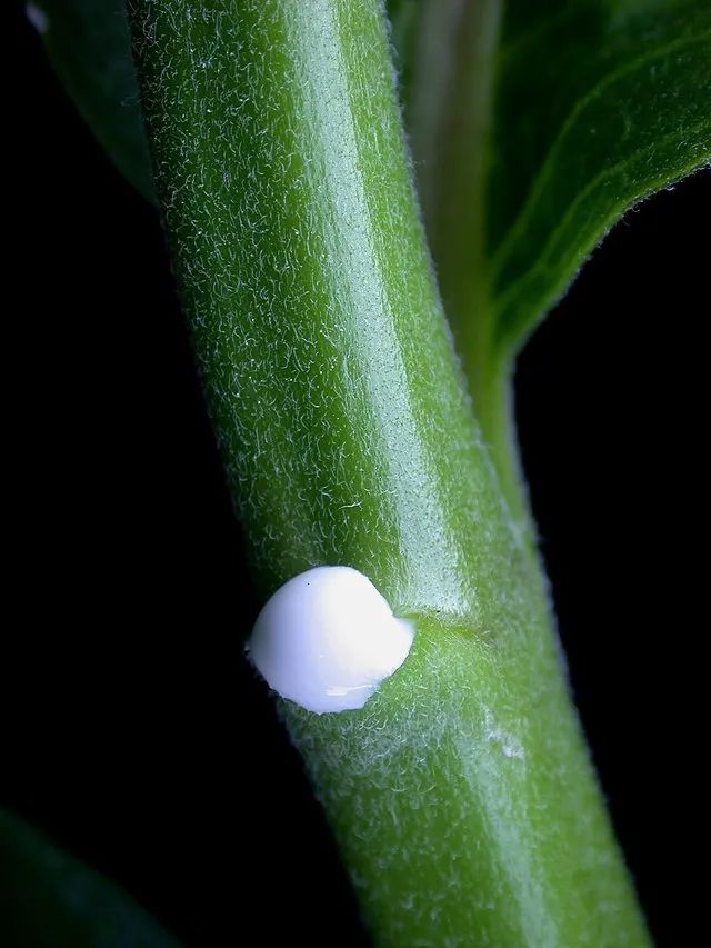 这两头雄性座头鲸,你们在干什么|自然小喇叭_澎湃号